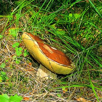 Pore mushroom