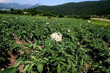 Potato fields in Rotzo
