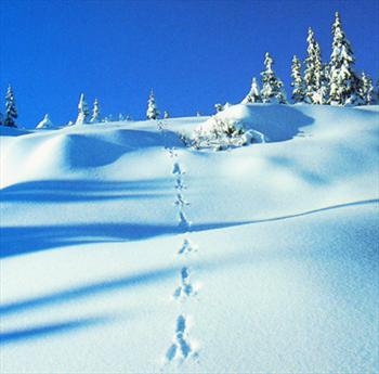 The footprints of the hare