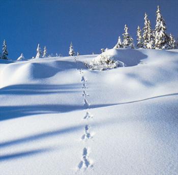 Impronte di lepre sulla neve